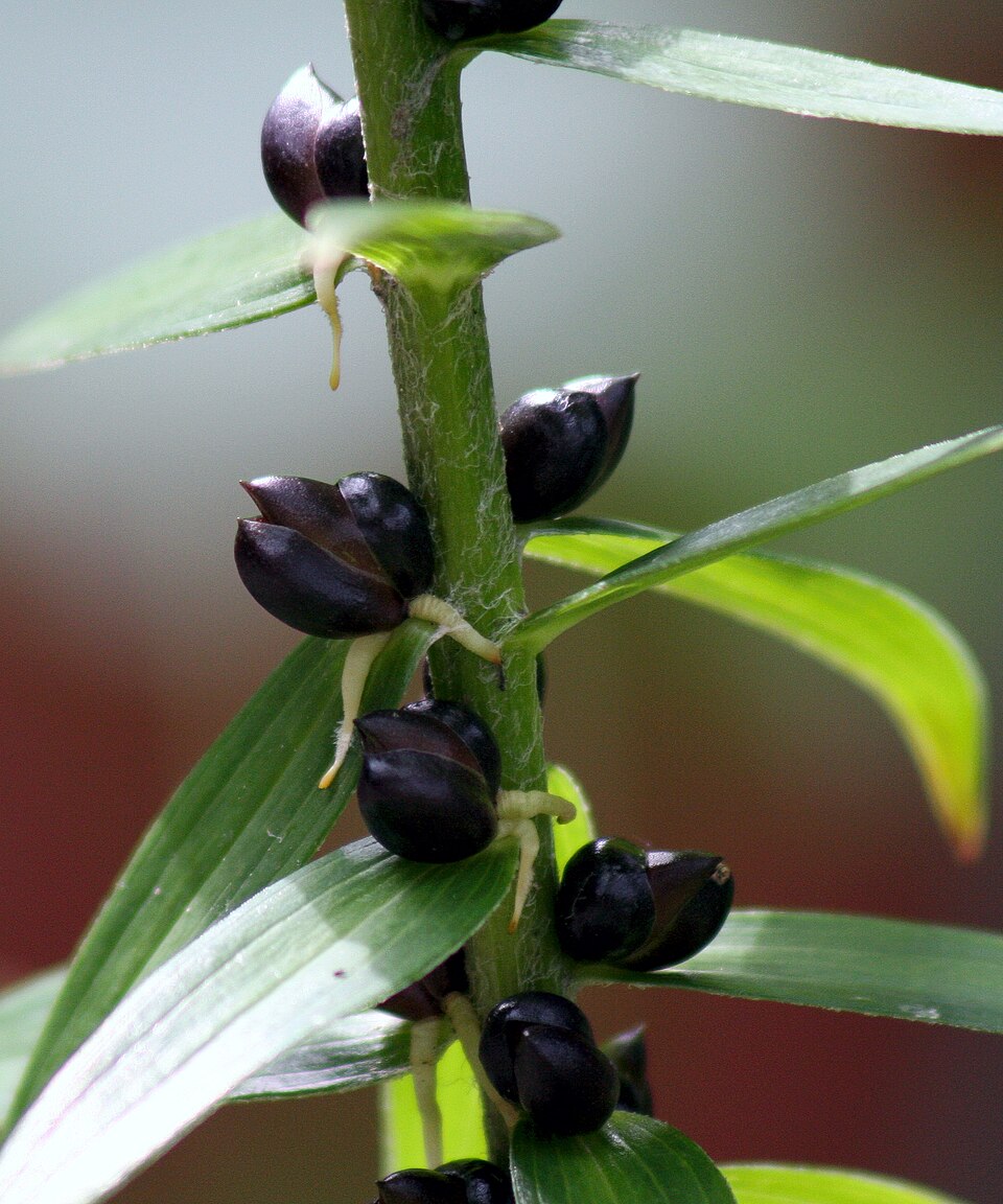 Tiger Lily photo 6