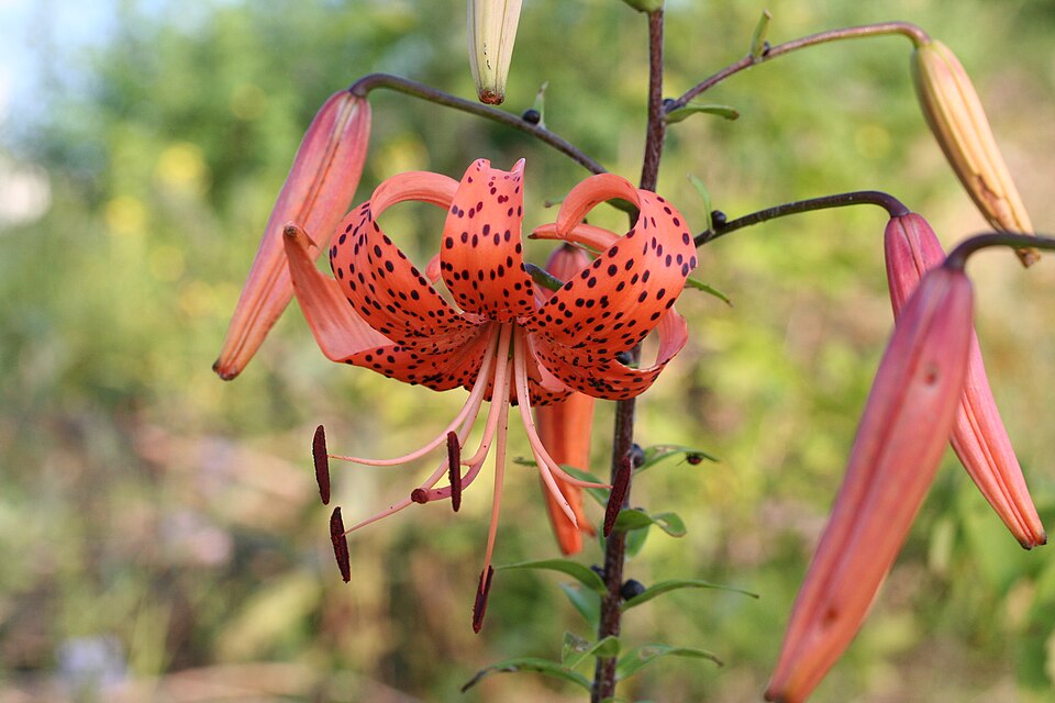 Tiger Lily photo 7