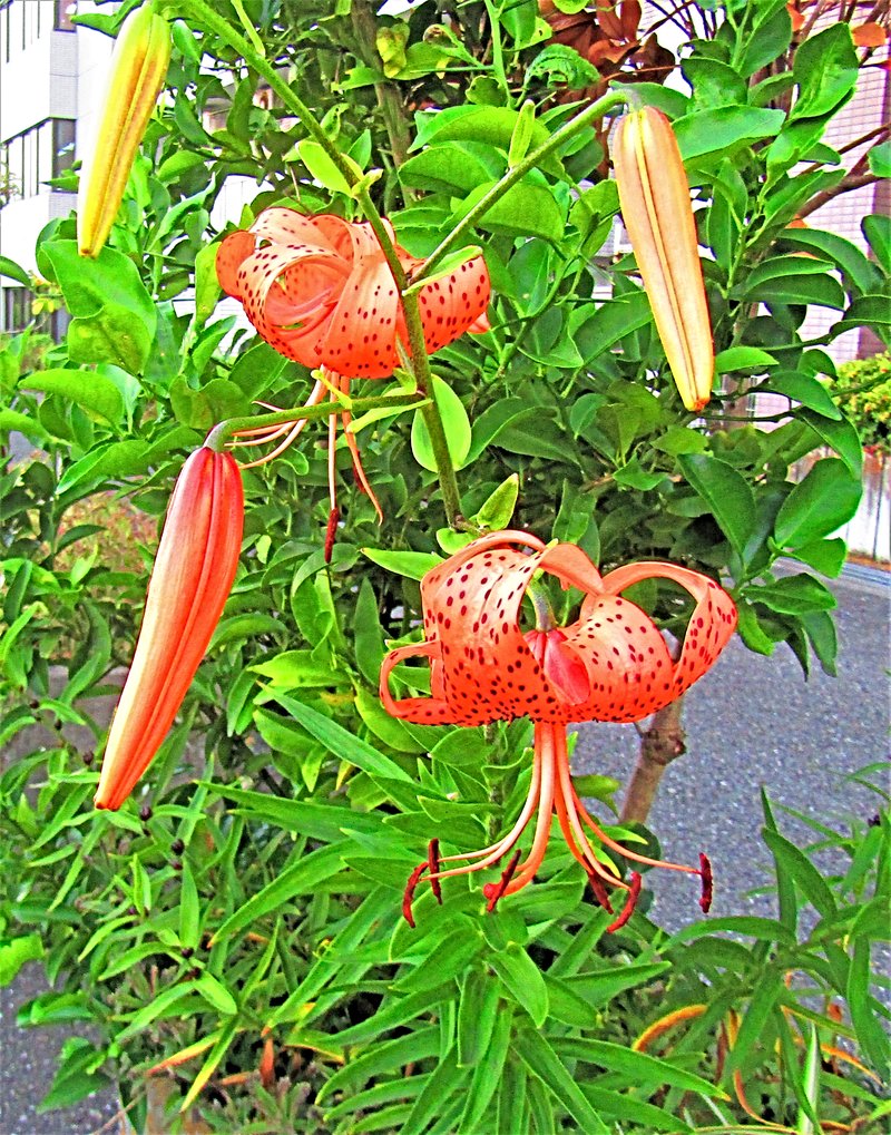 Tiger Lily photo 8