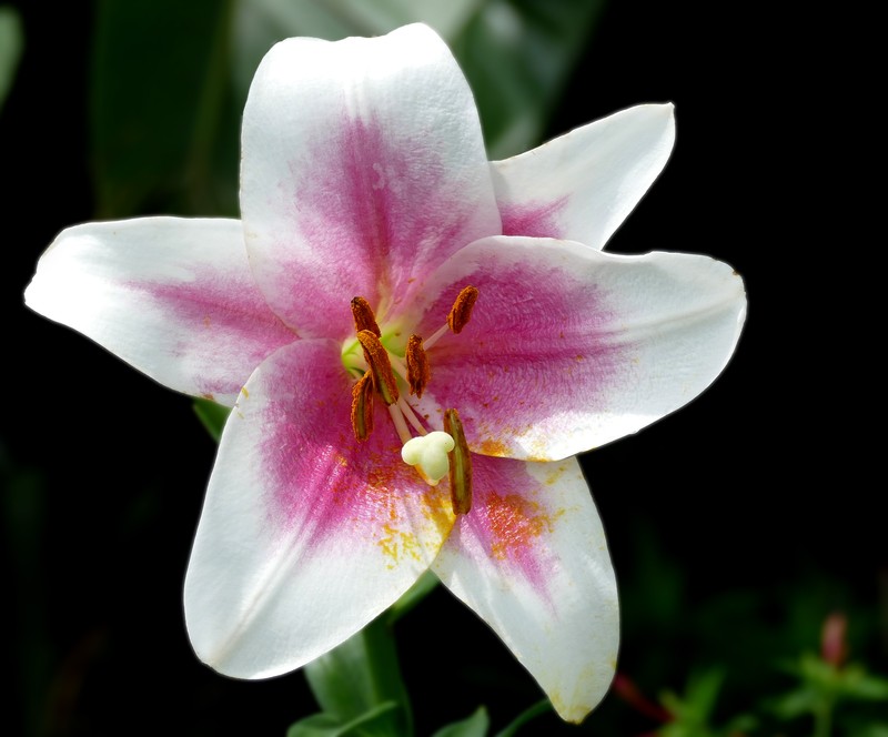 Easter Lily photo 4
