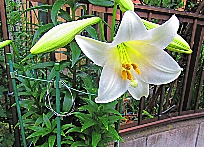 Easter Lily photo 2