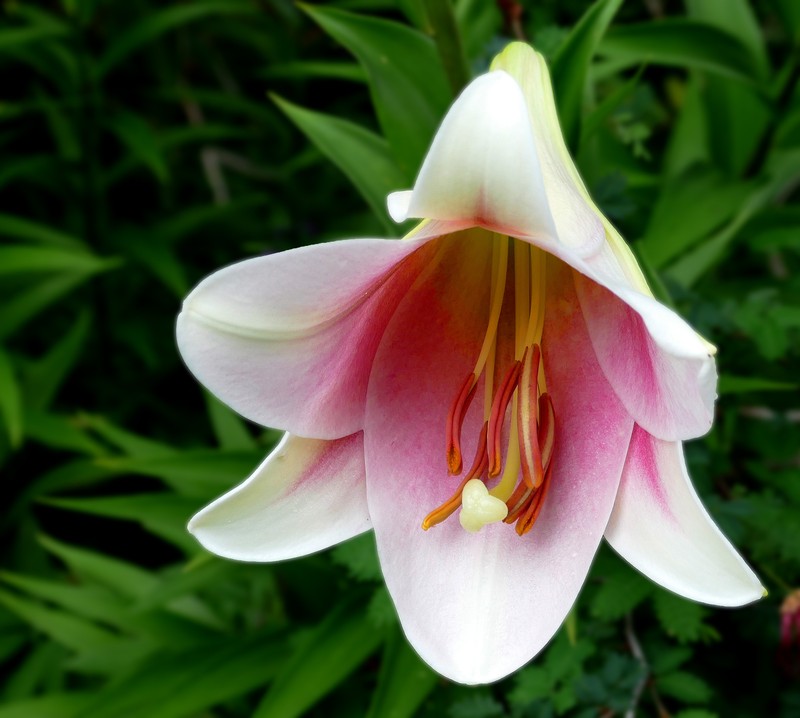 Easter Lily photo 3