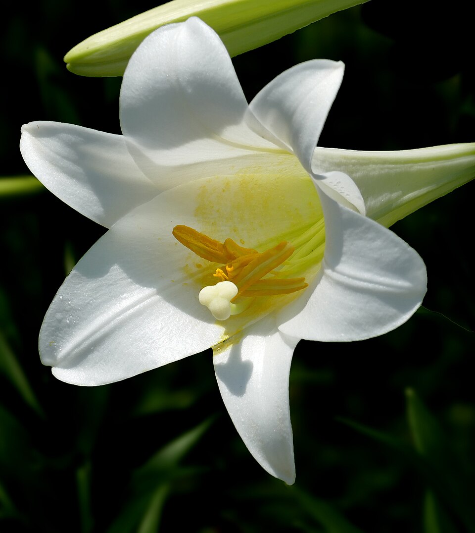 Easter Lily photo 5