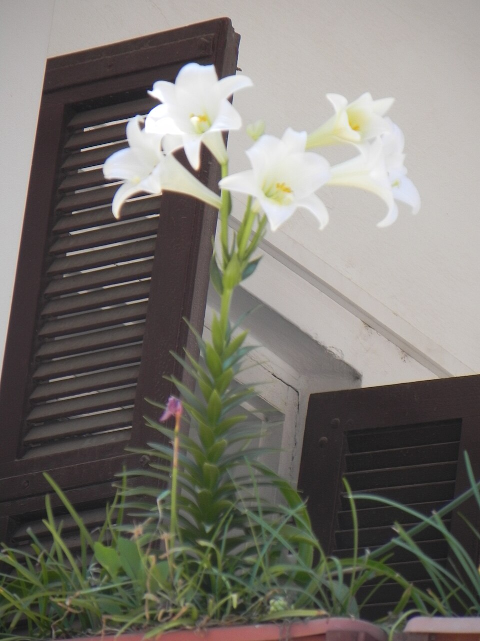 Easter Lily photo 6