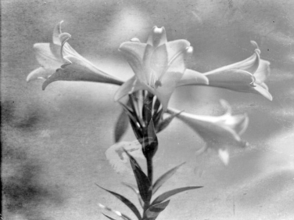 Easter Lily photo 7