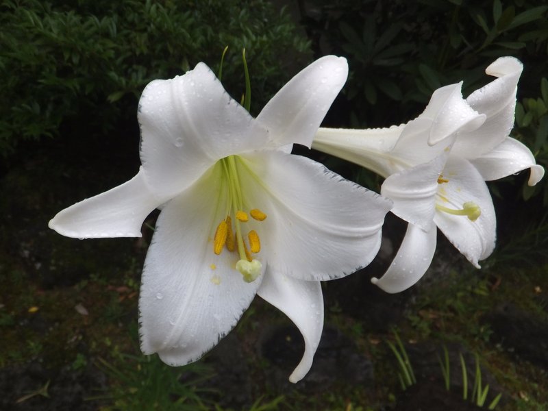 Easter Lily photo 8