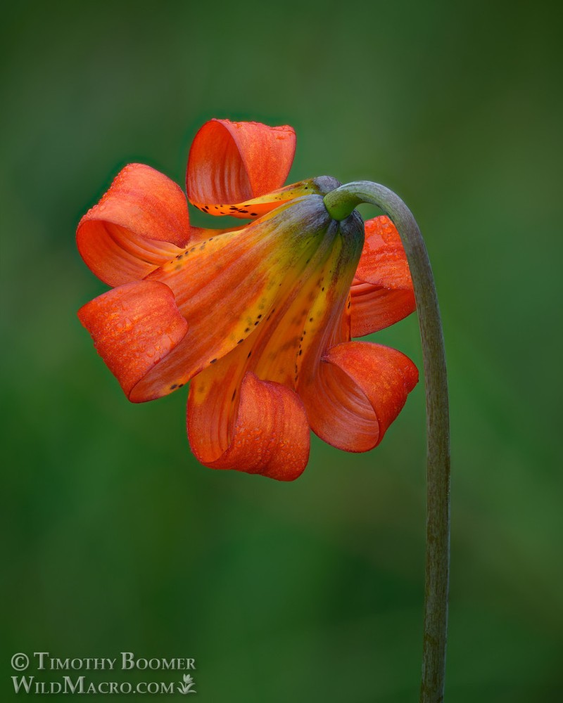 Coast Lily