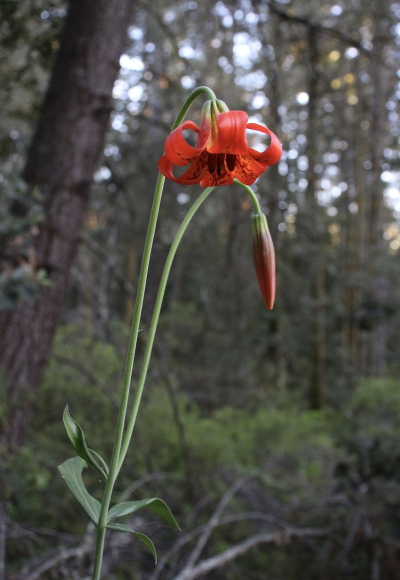 Coast Lily photo 2