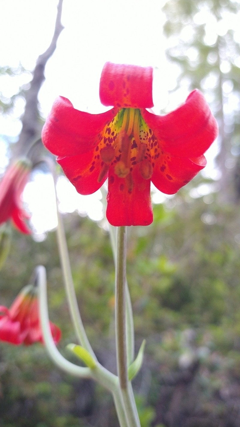 Coast Lily photo 3