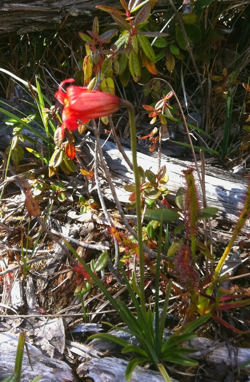 Coast Lily photo 4