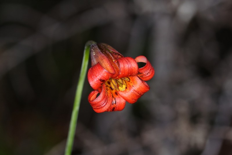 Coast Lily photo 5