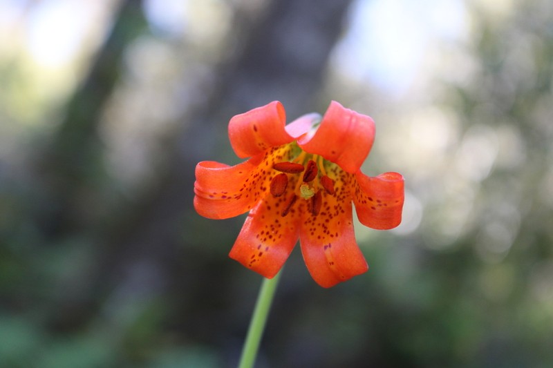 Coast Lily photo 6