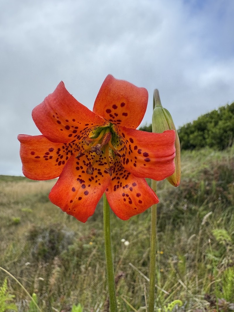 Coast Lily photo 7