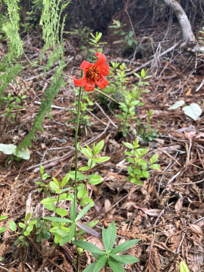 Coast Lily photo 8