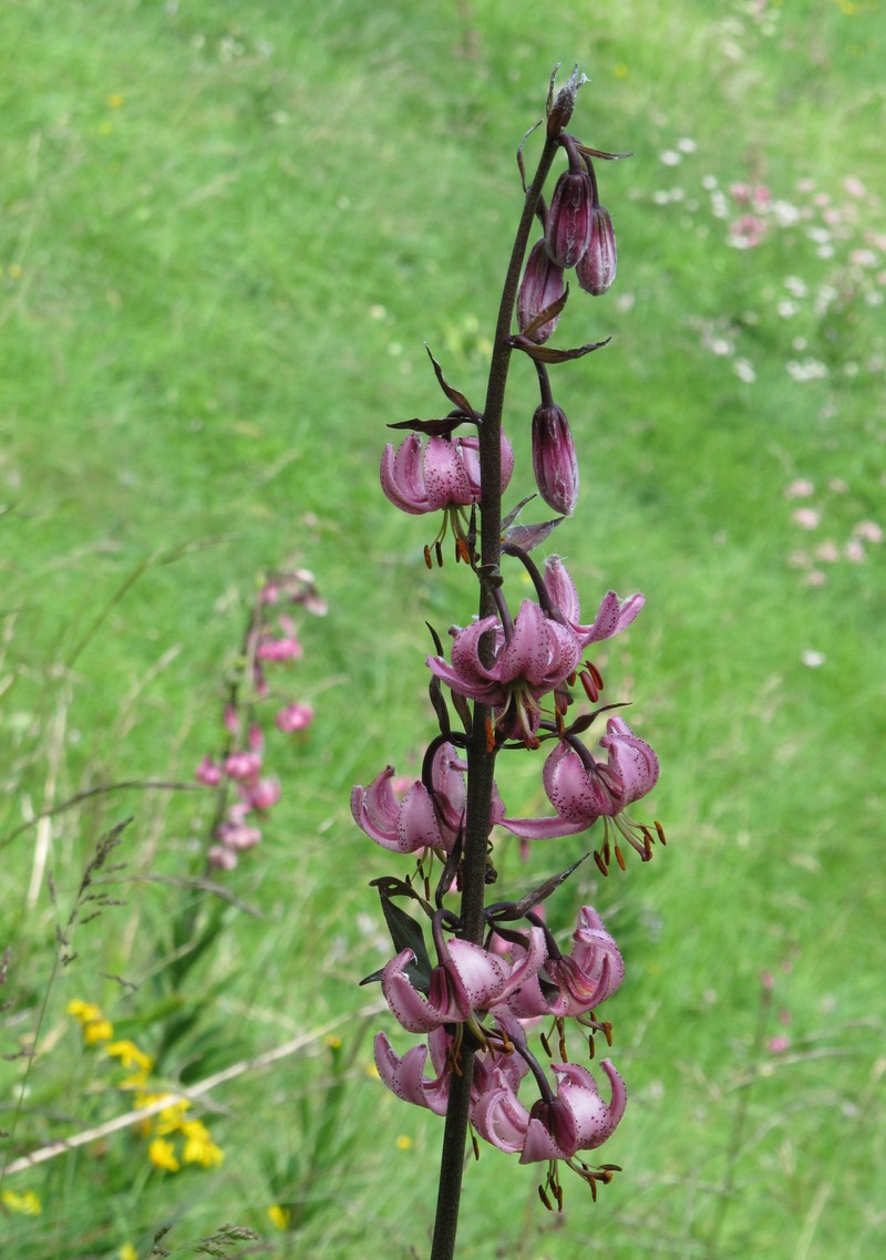 Martagon Lily photo 4