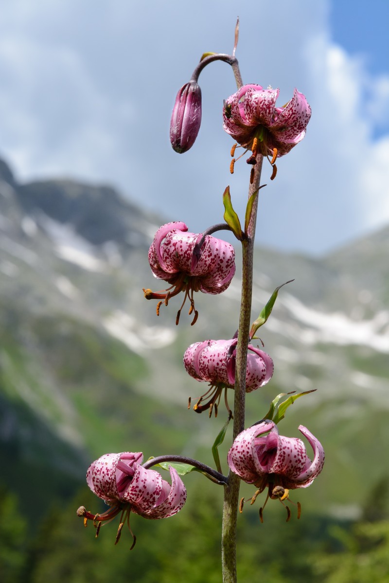 Martagon Lily photo 2