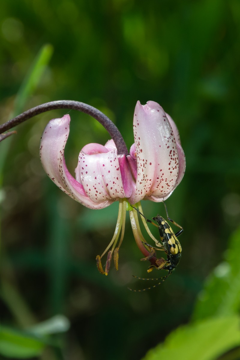 Martagon Lily photo 3