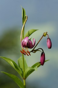 Martagon Lily