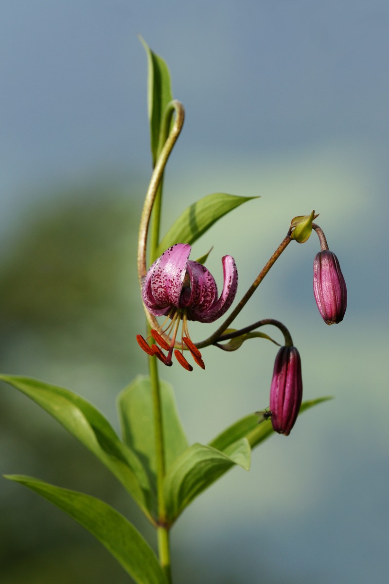 Martagon Lily