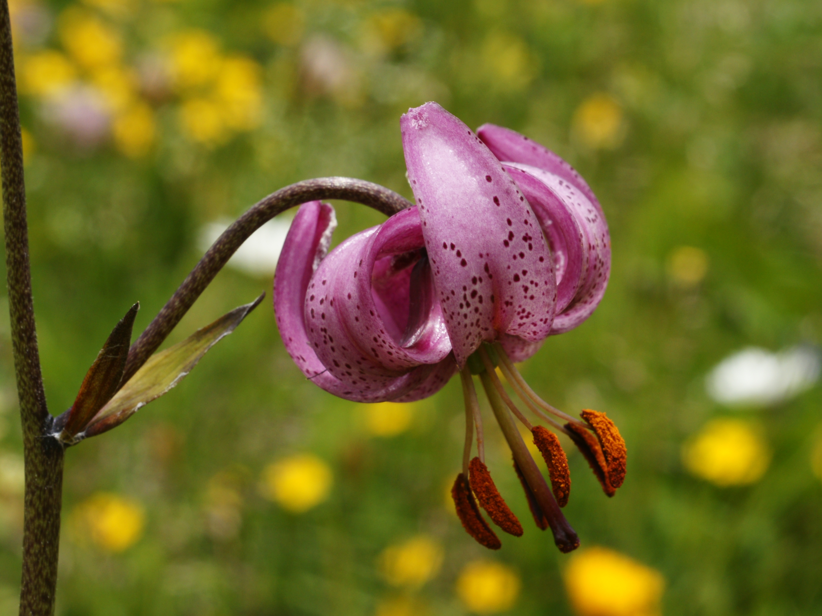 Martagon Lily photo 5