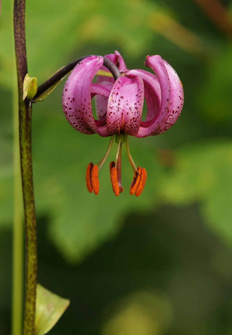 Martagon Lily photo 6