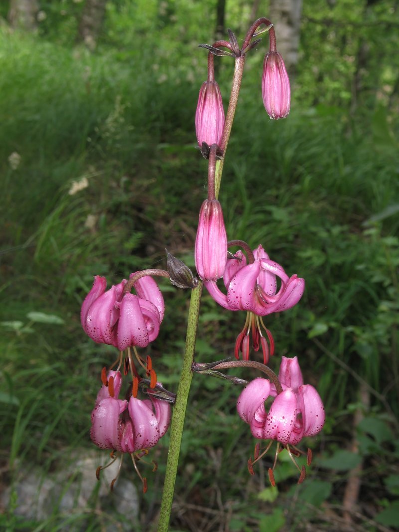 Martagon Lily photo 7