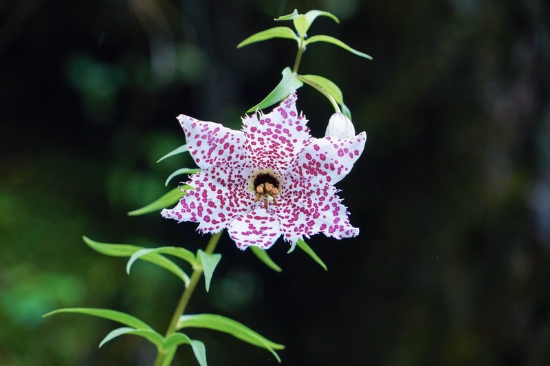Lilium meleagrina