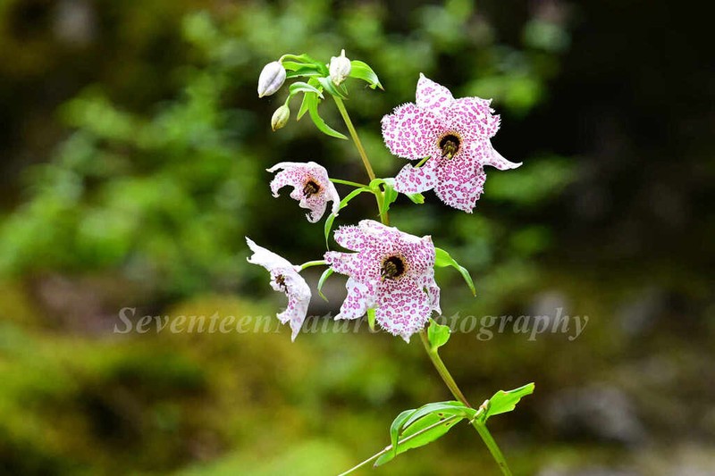 Lilium meleagrina photo 2