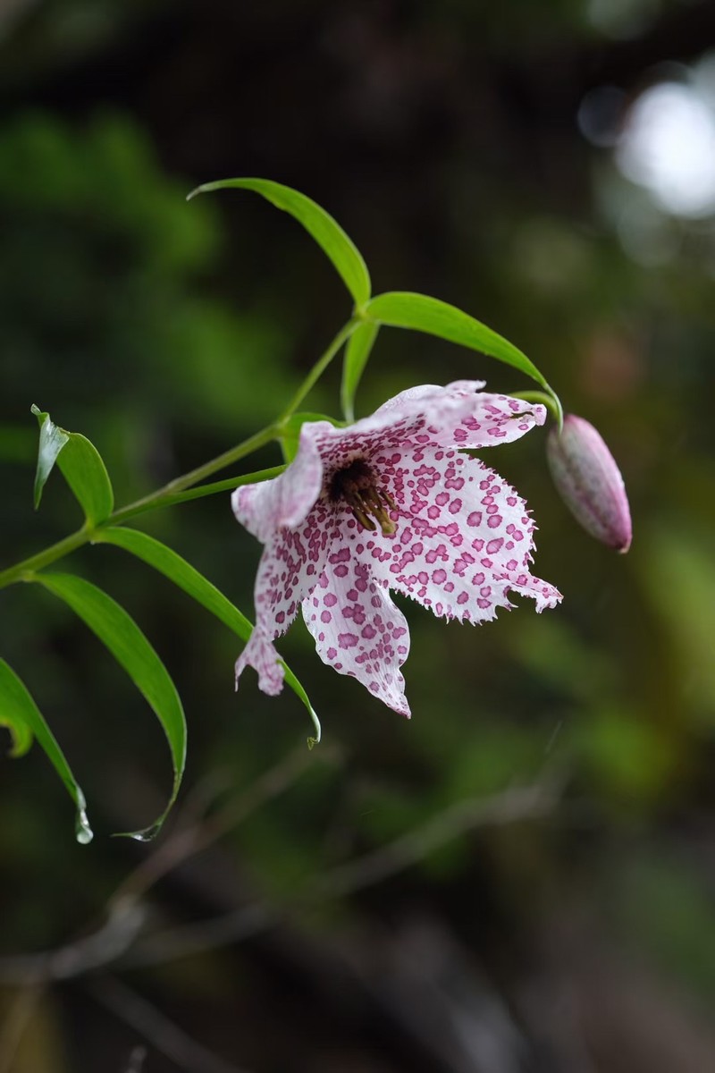 Lilium meleagrina photo 4
