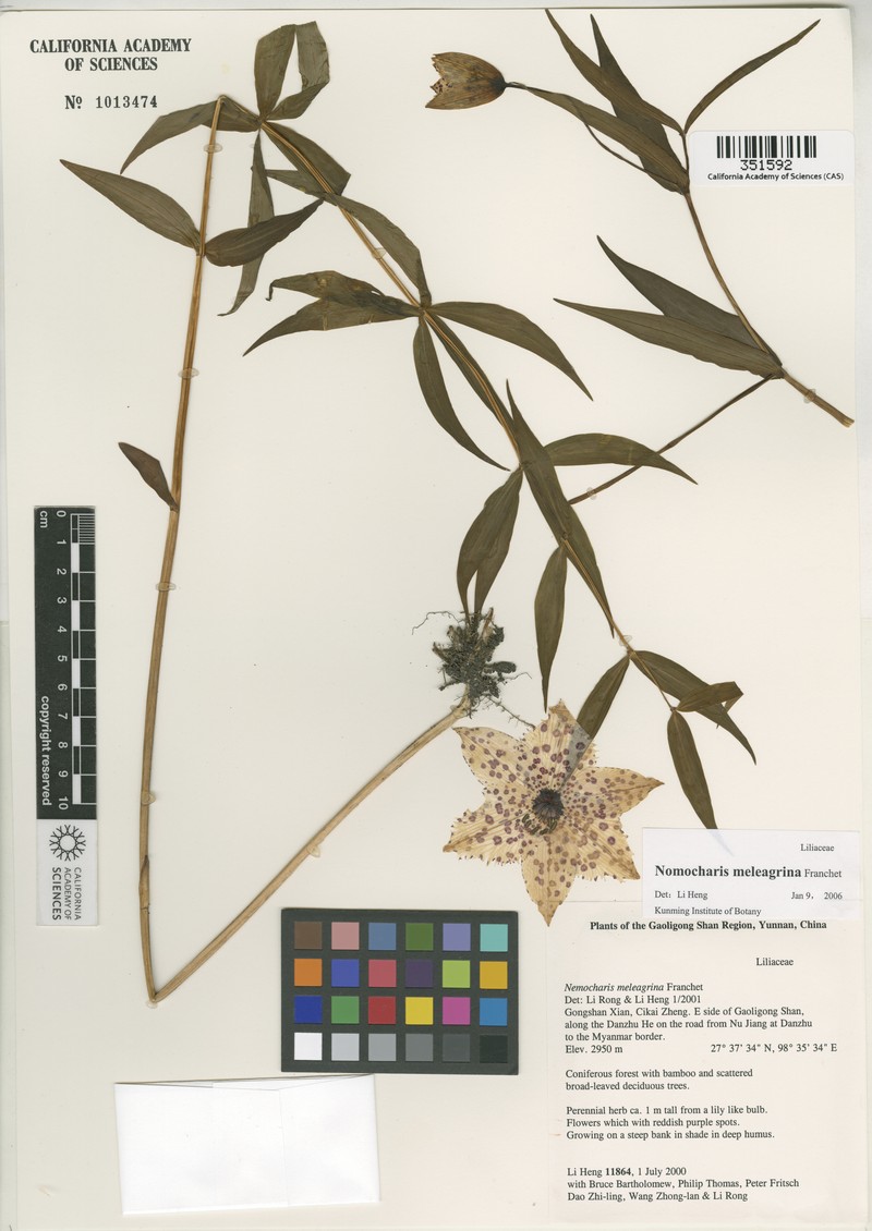 Lilium meleagrina photo 7