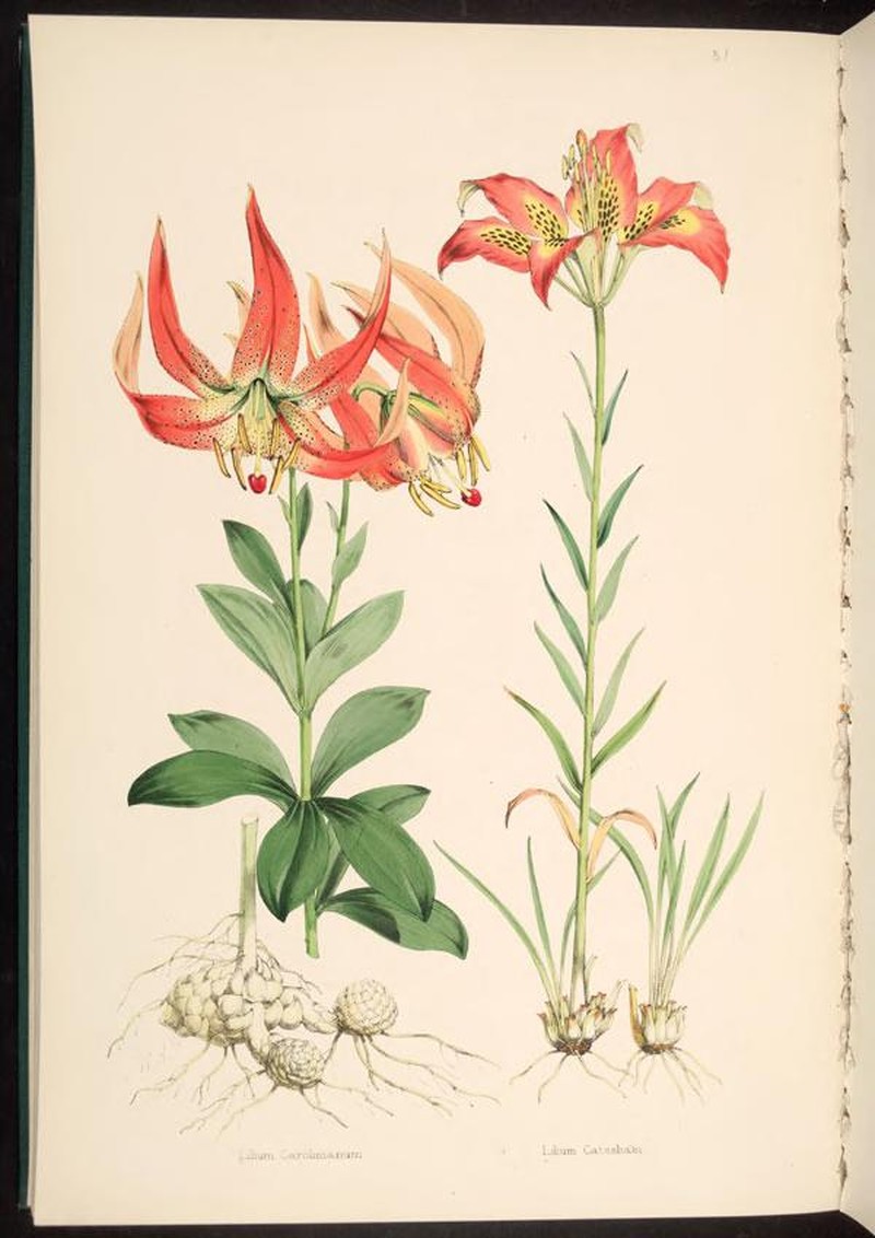 Carolina Lily photo 4