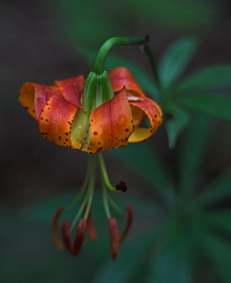 Carolina Lily photo 5