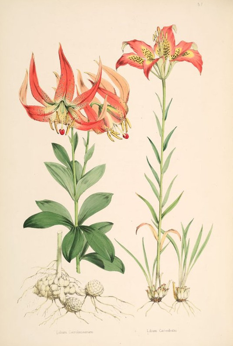 Carolina Lily