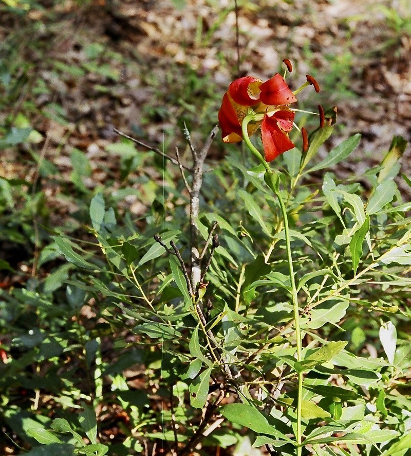 Carolina Lily photo 2