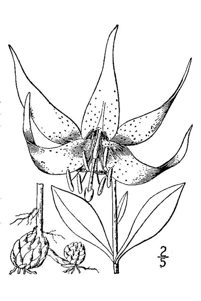 Carolina Lily photo 3