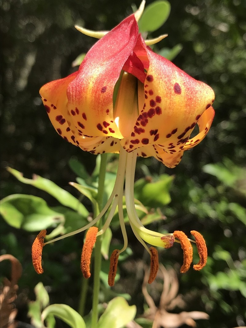 Carolina Lily