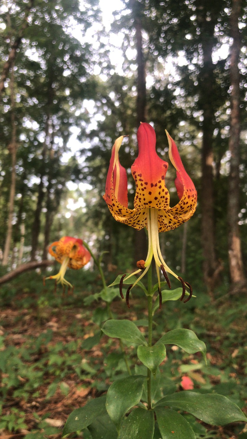 Carolina Lily photo 2