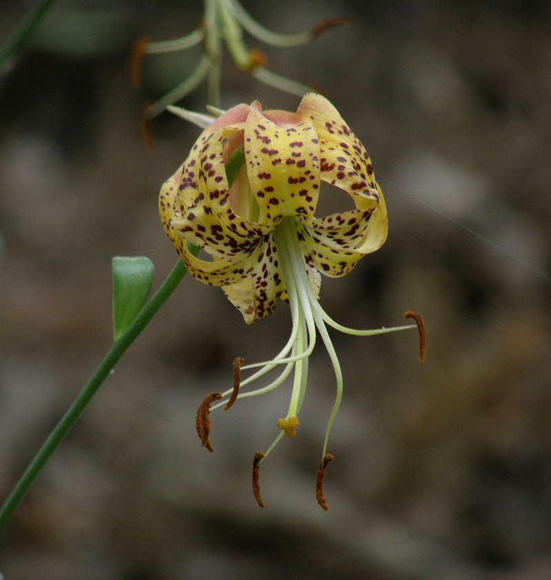 Carolina Lily photo 3