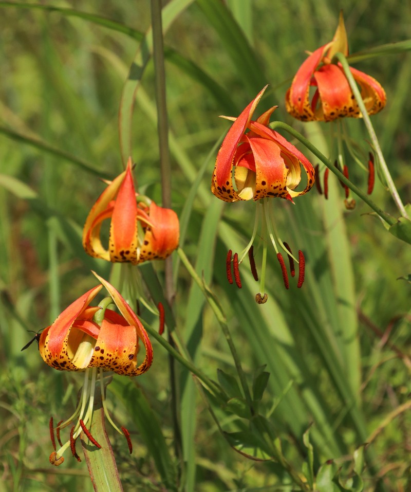 Carolina Lily photo 4