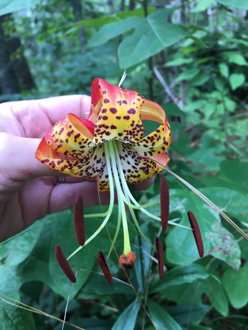 Carolina Lily photo 5