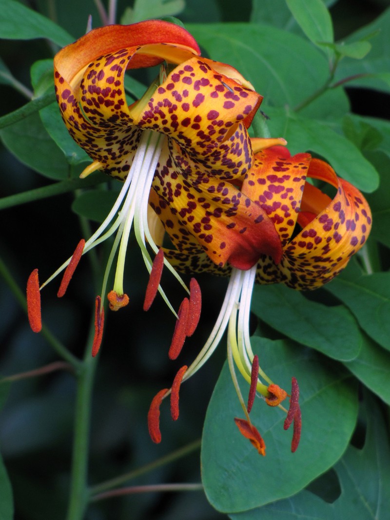 Carolina Lily photo 6