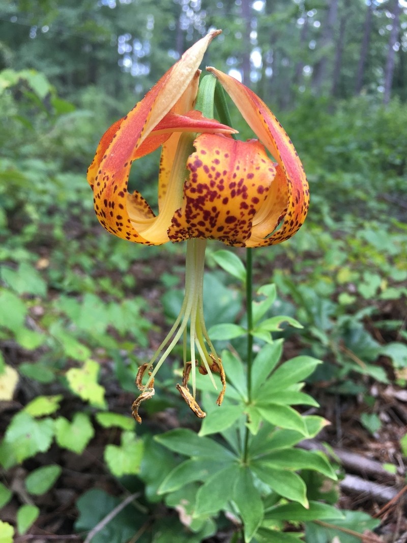 Carolina Lily photo 7