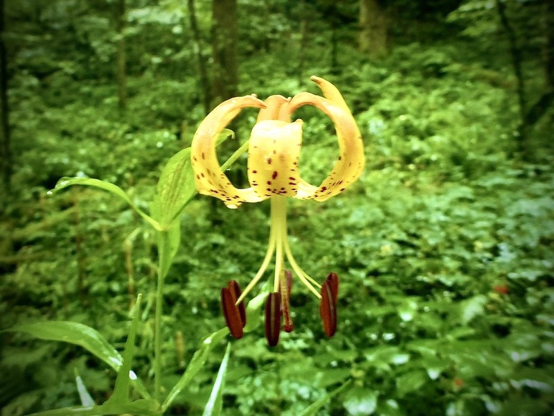 Carolina Lily photo 8