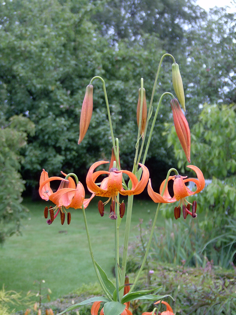 Michigan Lily photo 2
