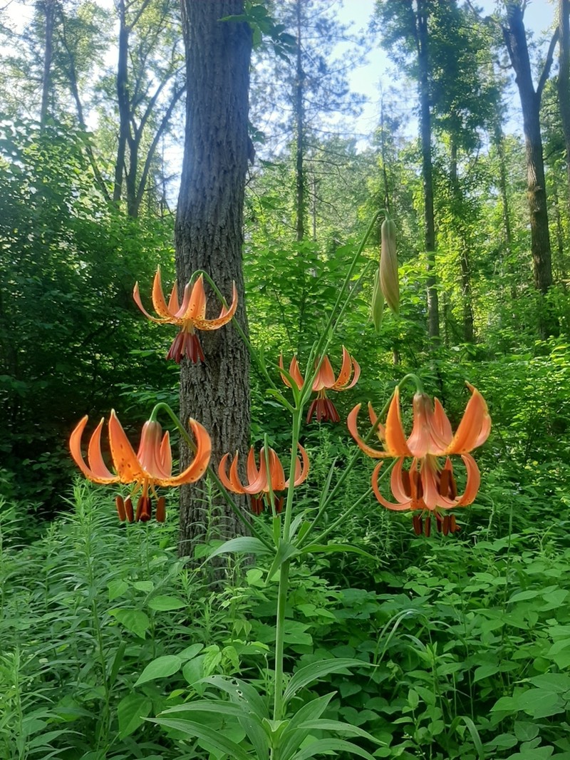 Michigan Lily