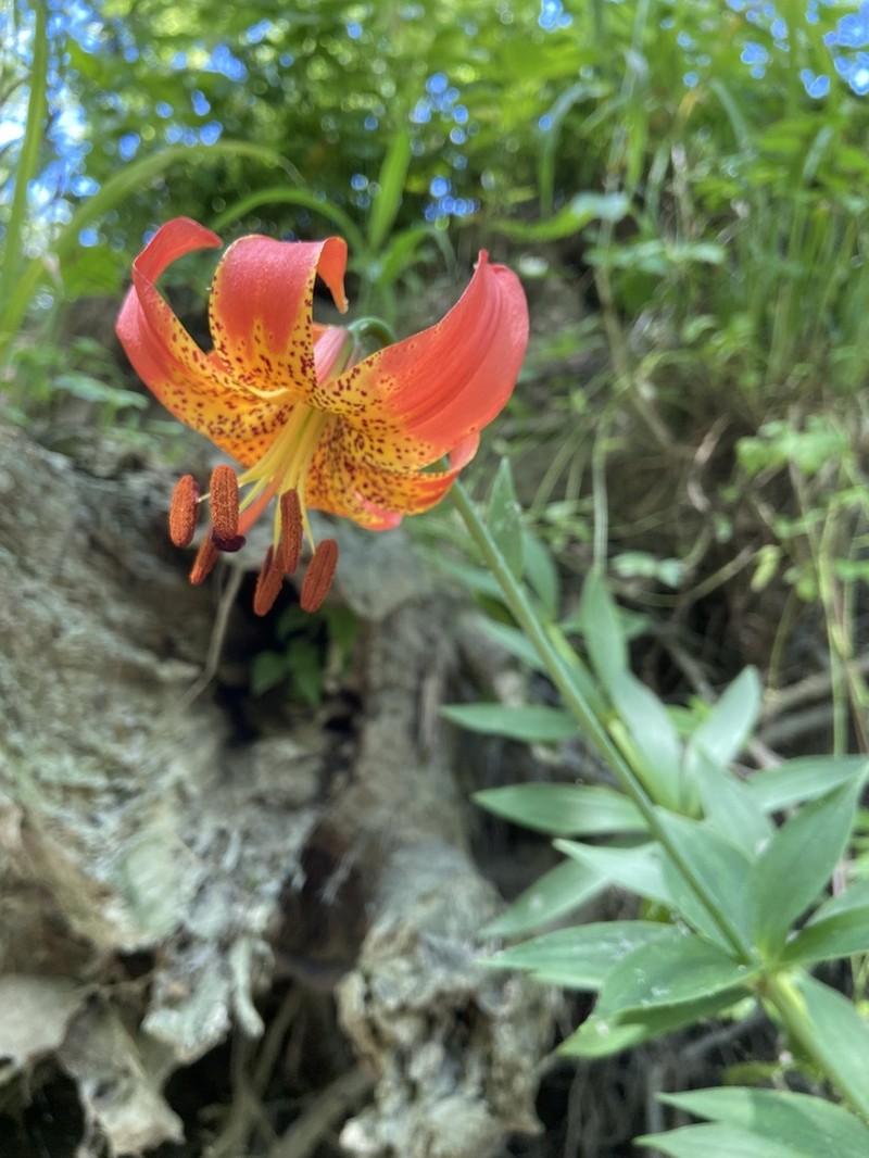 Michigan Lily photo 2