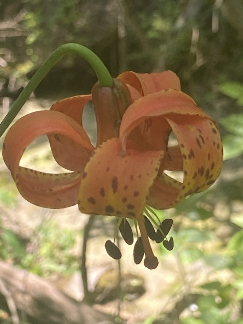 Michigan Lily photo 3