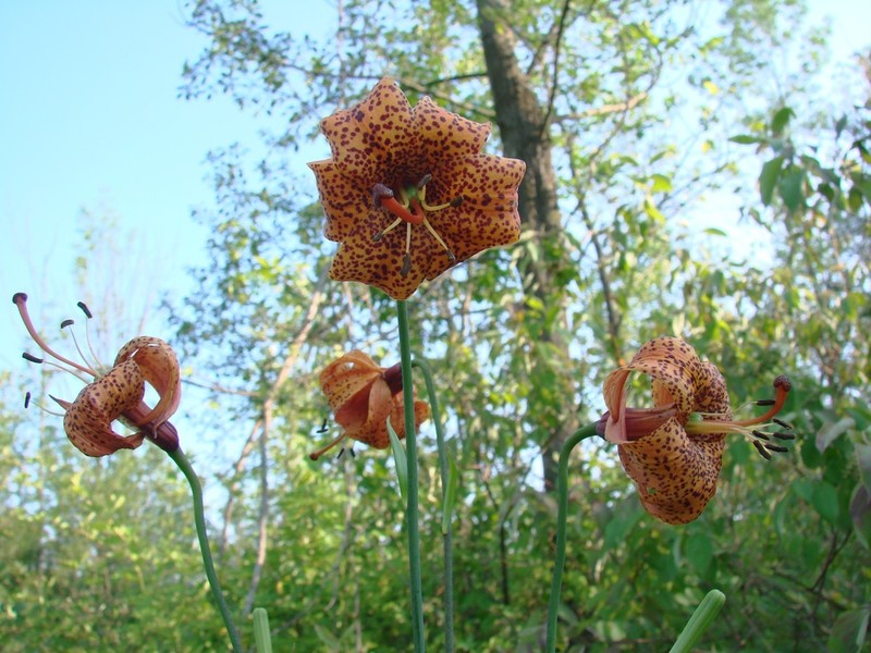 Michigan Lily photo 4