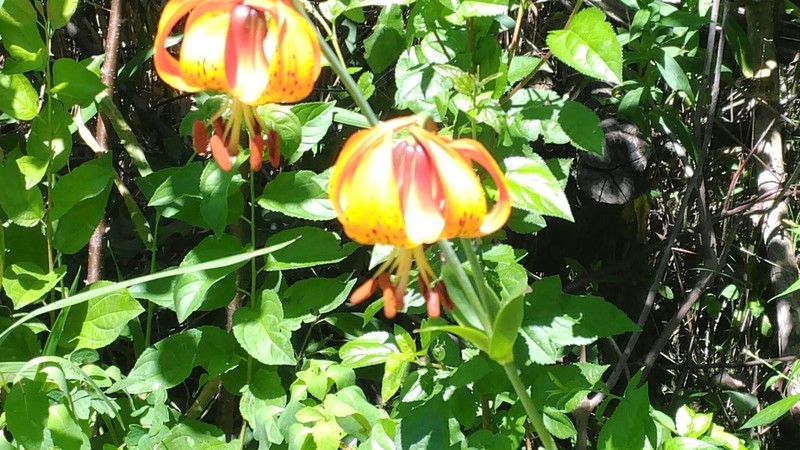Michigan Lily photo 5