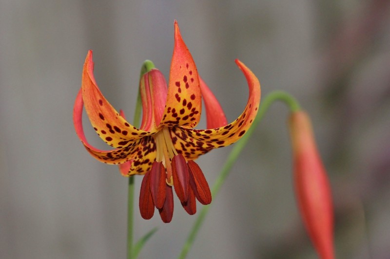 Michigan Lily photo 6